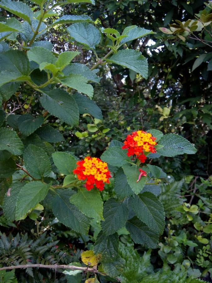 Florianópolis Flor Do Leste المظهر الخارجي الصورة